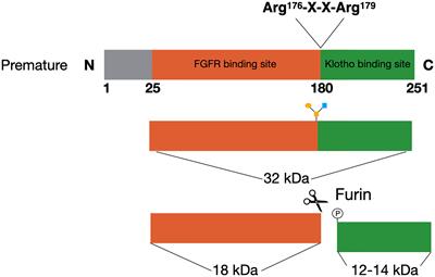 Upstream Regulators of Fibroblast Growth Factor 23